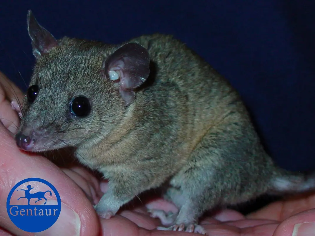 The Monodelphis domestica