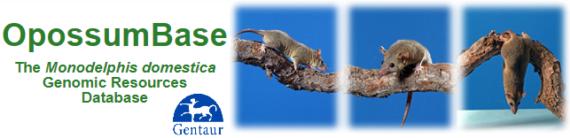 Opossum Genome
